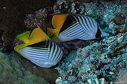 Chaetodon auriga-Safaga Panomara Reef N-20m-20171123-Denis-ADER-DSC_3647_tn